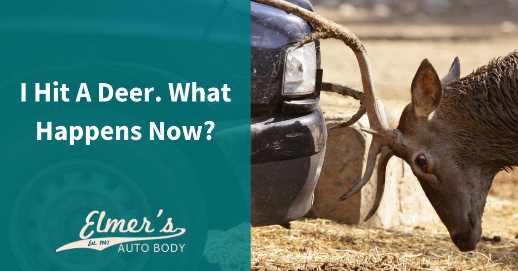I Hit A Deer. What Happens Now? | Elmer's Auto Body