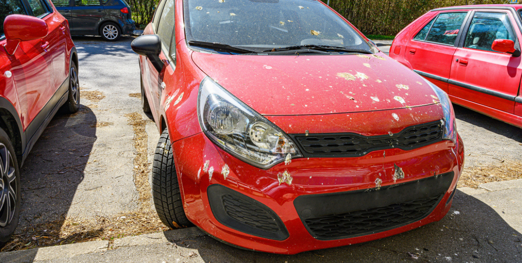 Can Bird Droppings Really Ruin My Car Paint?