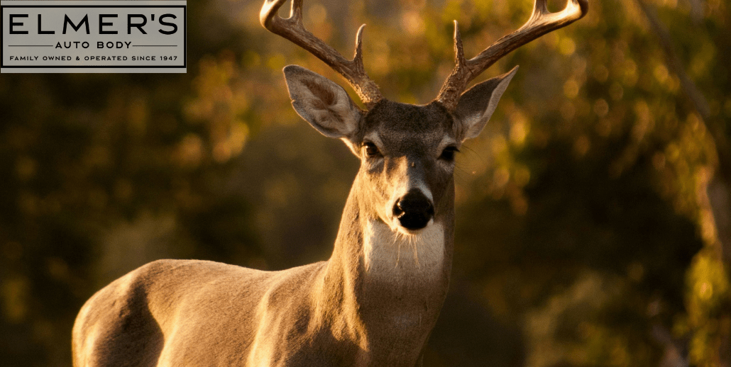 A large whitetail deer. It is animals like this that can cause dangerous deer collisions in South Jersey.
